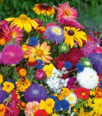 Květinová směs - Last minute - semena Kiepenkerl - 1 ks