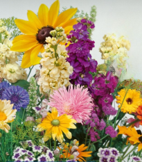 Květinová směs - Letní večer - semena Kiepenkerl - 1 ks