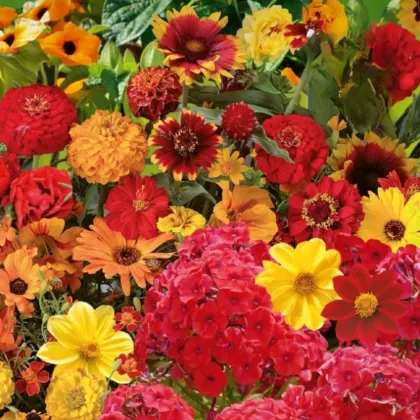 Květinová směs - Ohnivý večer - semena Kiepenkerl - 1 ks