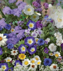 Květinová směs - Letní směs s atmosférou moře - semena Kiepenkerl - 1 ks