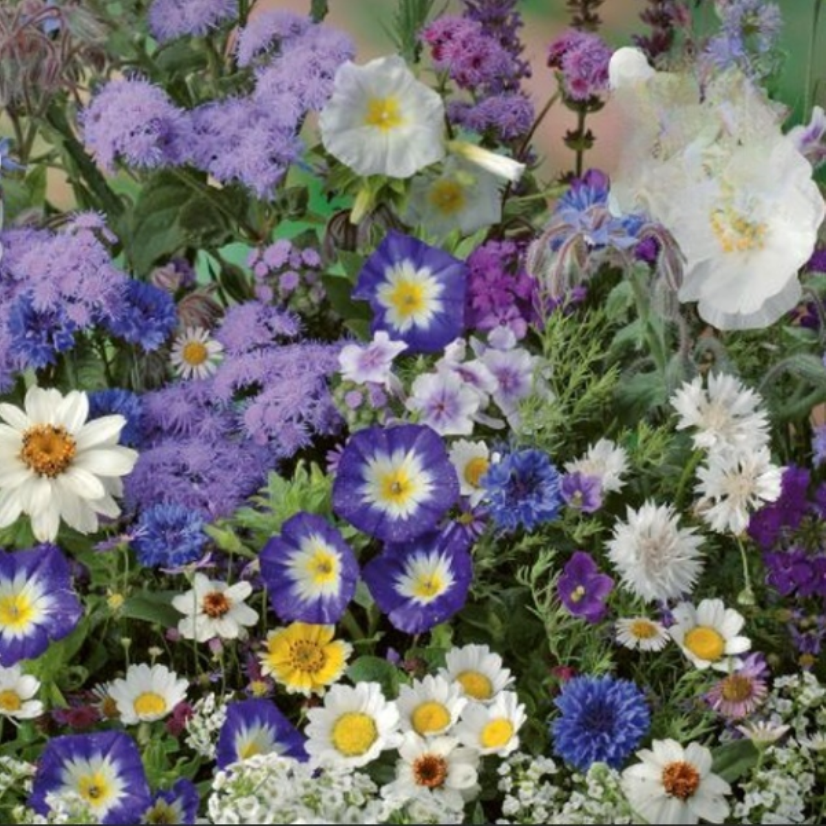 Květinová směs - Letní směs s atmosférou moře - semena Kiepenkerl - 1 ks