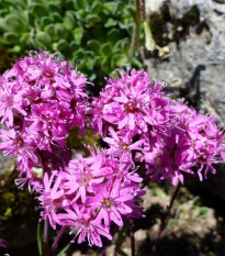 Kohoutek alpský - Lychnis alpina - semena kohoutku - 20 ks