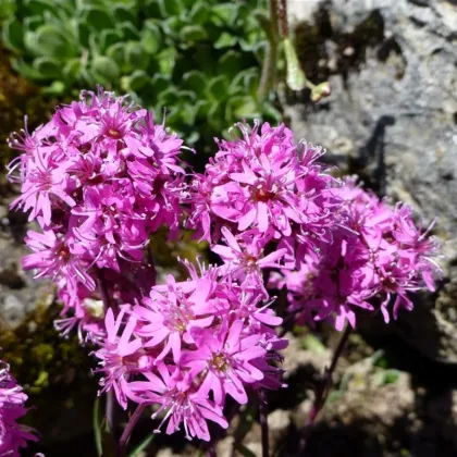Kohoutek alpský - Lychnis alpina - semena kohoutku - 20 ks