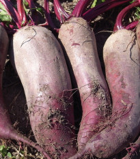 BIO Řepa červená Formanova - Beta vulgaris - bio semena řepy - 50 ks