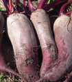 BIO Řepa červená Formanova - Beta vulgaris - bio semena řepy - 50 ks