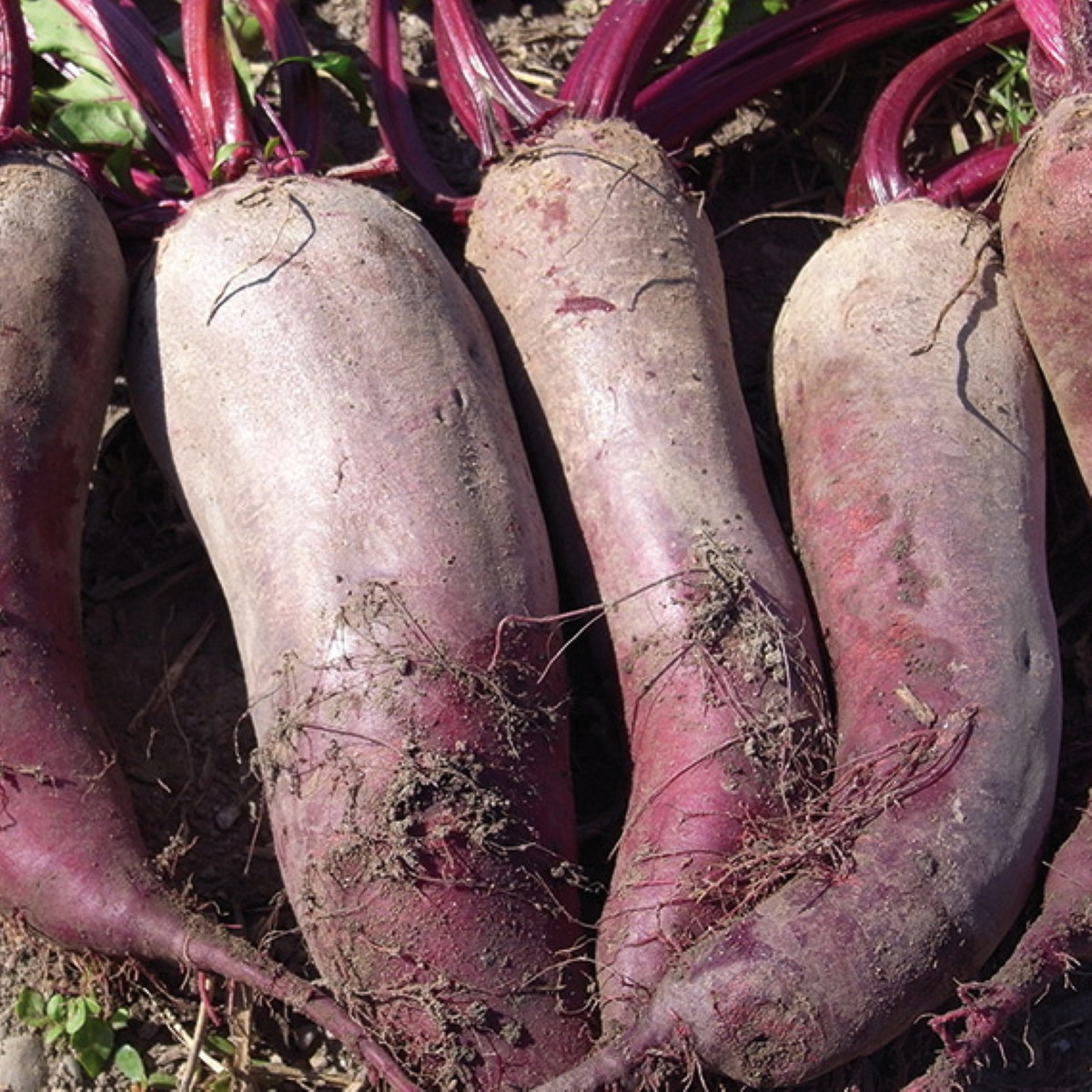 BIO Řepa červená Formanova - Beta vulgaris - bio semena řepy - 50 ks