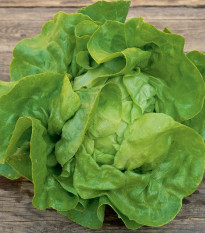 BIO salát hlávkový Lucinde - Lactuca sativa - bio semena salátu - 100 ks