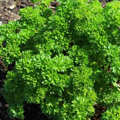 Petržel Zelená Perla - Petroselinum crispum - semena petržele - 800 ks