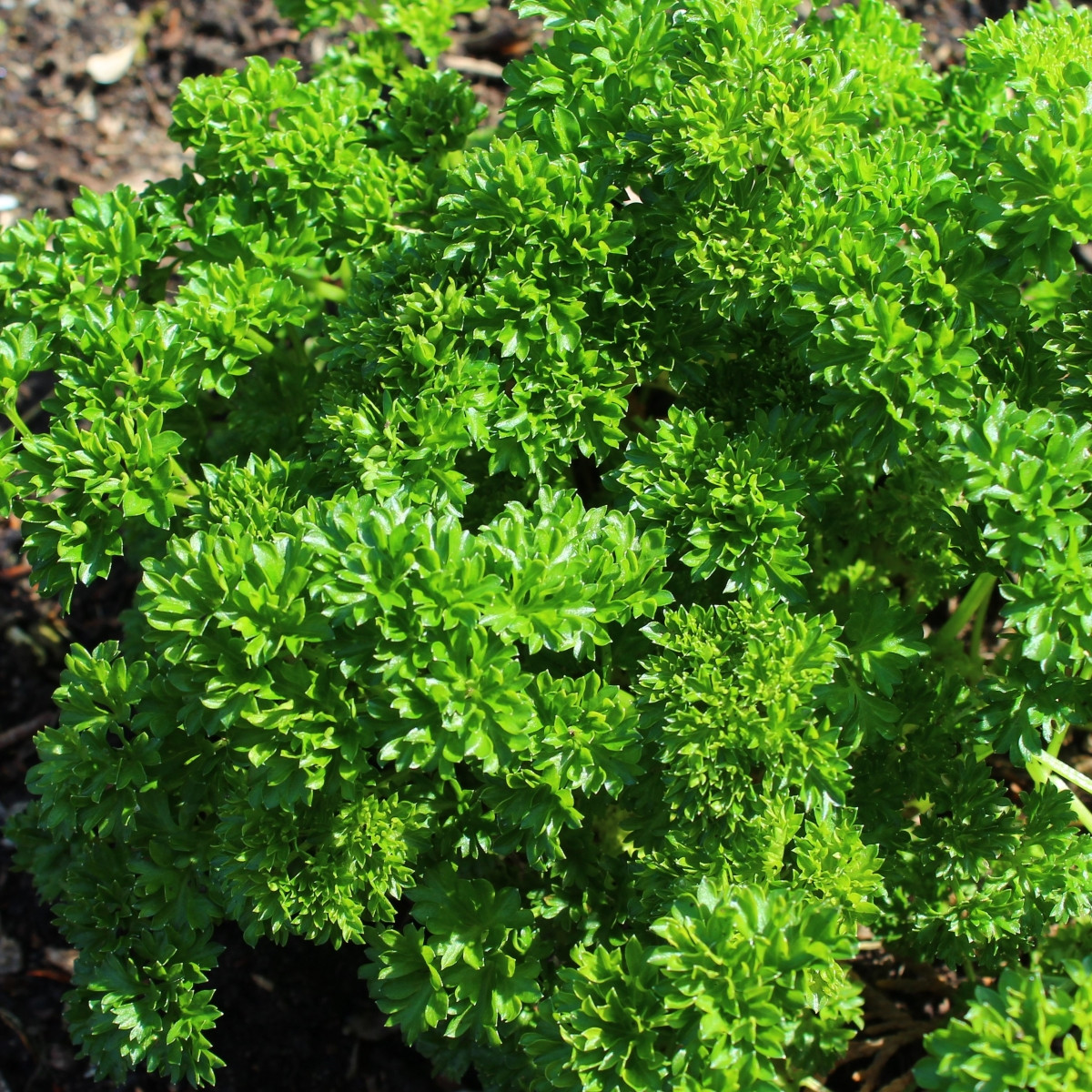 Petržel Zelená Perla - Petroselinum crispum - semena petržele - 800 ks