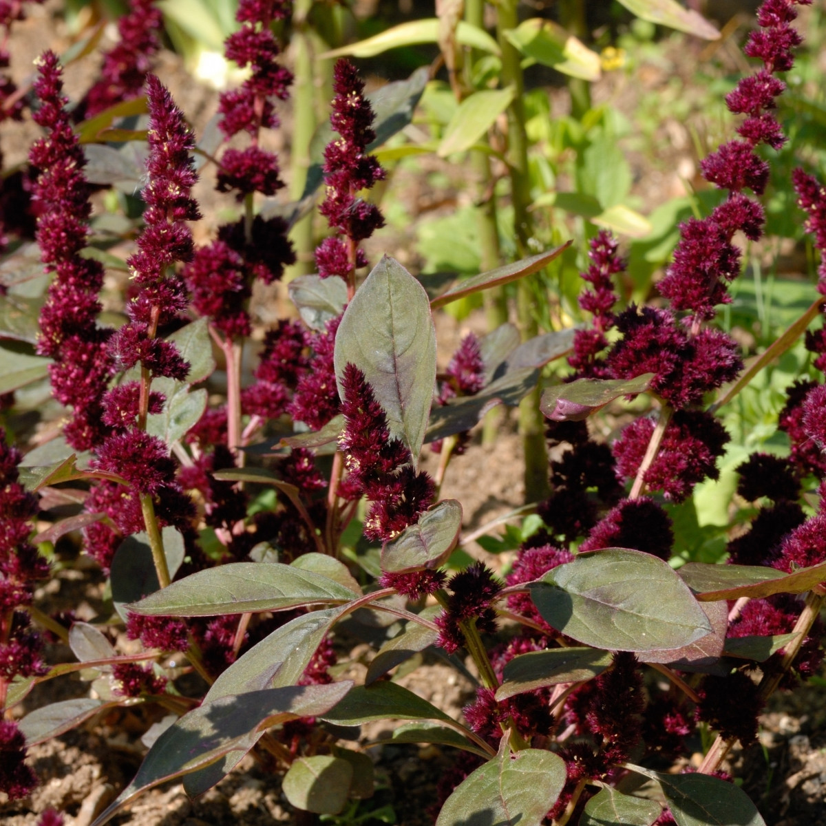 Laskavec Pygmy Torch - Amaranthus hypochondriacus - semena laskavce - 100 ks
