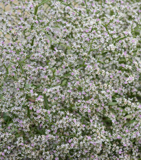 Suchobýl tatarský - Limonium tataricum - semena suchobýlu - 50 ks