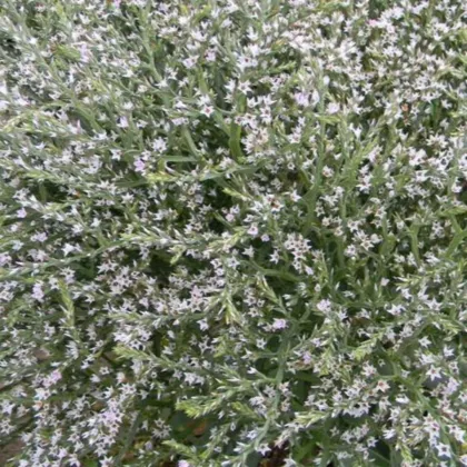 Suchobýl tatarský - Limonium tataricum - semena suchobýlu - 50 ks