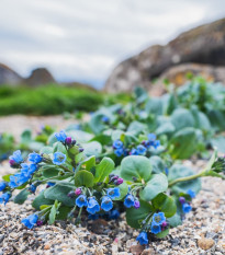 Plícněnka přímořská Silver Ocean blue - Mertensia maritima - semena plícněnky - 50 ks