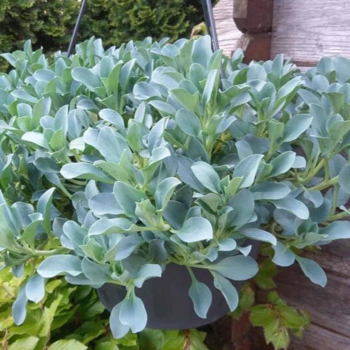 Plícněnka přímořská Silver Ocean blue - Mertensia maritima - semena plícněnky - 50 ks