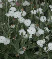 Kohoutek věncový bílý - Lychnis coronaria - semena kohoutku - 50 ks
