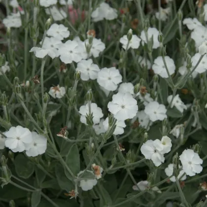 Kohoutek věncový bílý - Lychnis coronaria - semena kohoutku - 50 ks
