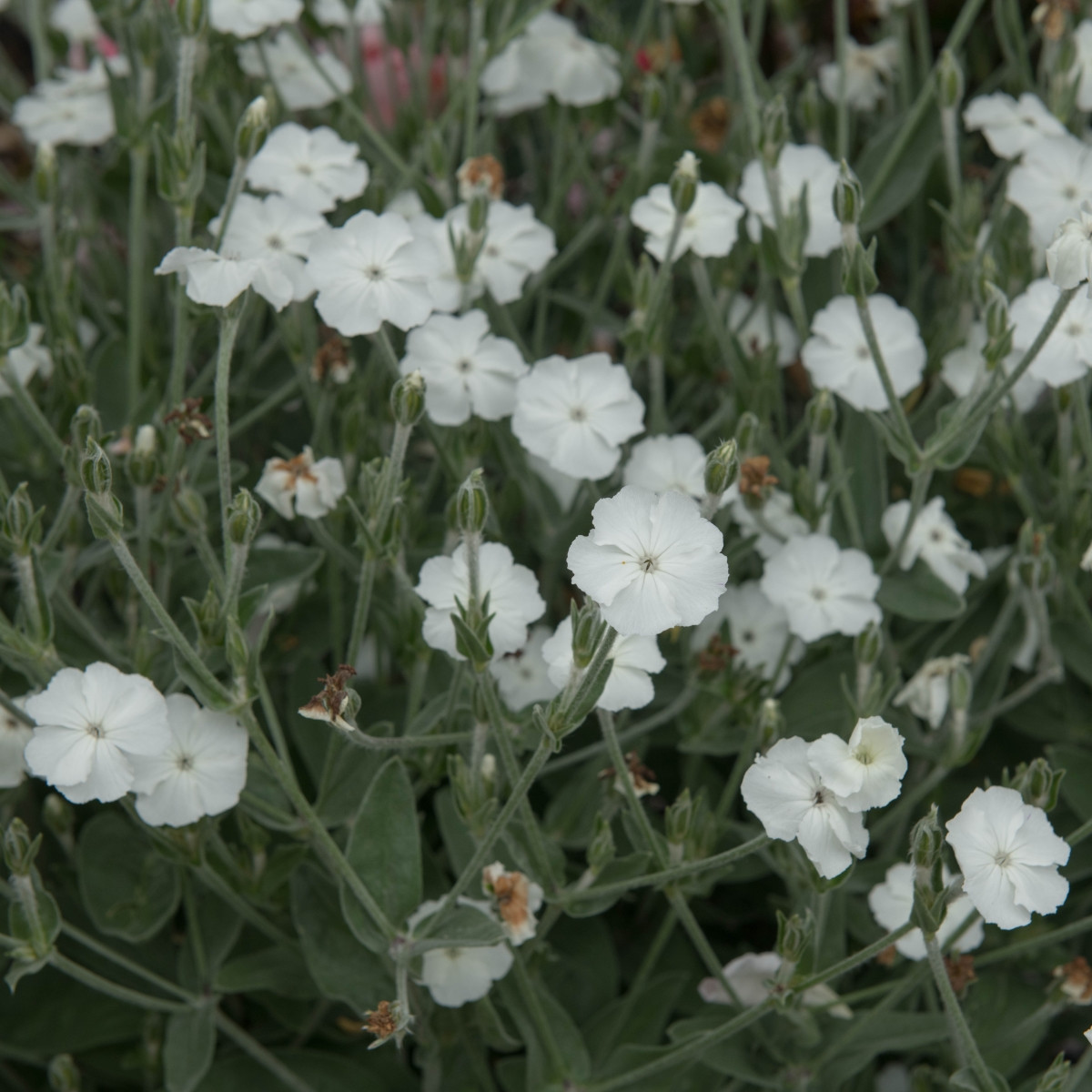 Kohoutek věncový bílý - Lychnis coronaria - semena kohoutku - 50 ks
