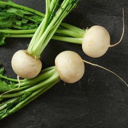 Ředkev Acord F1 - Raphanus sativus - semena ředkve - 150 ks