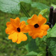 Smatovka křídlatá pnoucí - Susie oranžová - Thunbergia alata - semena smatovky - 12 ks
