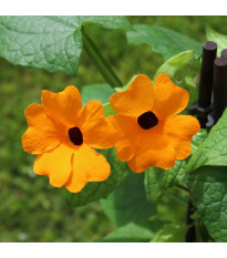 Smatovka křídlatá pnoucí - Susie oranžová - Thunbergia alata - semena smatovky - 12 ks