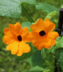 Smatovka křídlatá pnoucí - Susie oranžová - Thunbergia alata - semena smatovky - 12 ks