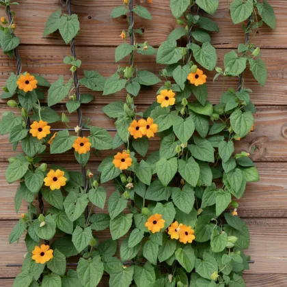 Smatovka křídlatá pnoucí - Susie oranžová - Thunbergia alata - semena smatovky - 12 ks