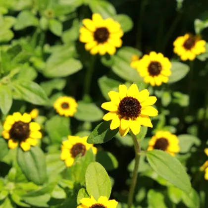 BIO Vitálka položená - Sanvitalia procumbens - bio semena vitálky - 60 ks