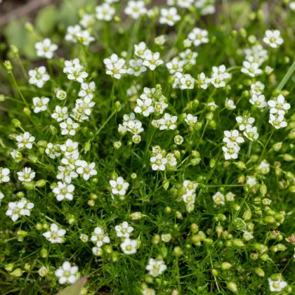 Úrazník šídlovitý - Sagina subulata - semena úrazníku - 150 ks