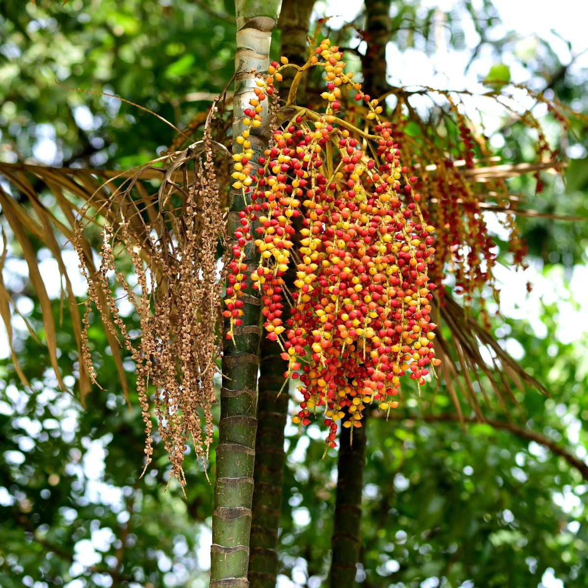 Palma Ptychosperma - Ptychosperma sp. Black fruit - semena palmy - 3 ks