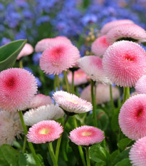 Sedmikráska chudobka růžová s červeným středem Tasso - Bellis perennis - semena sedmikrásky - 50 ks