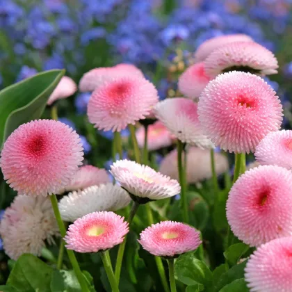 Sedmikráska chudobka růžová s červeným středem Tasso - Bellis perennis - semena sedmikrásky - 50 ks