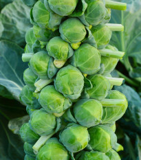 BIO Kapusta růžičková Igor F1 - Brassica oleracea - semena kapusty - 20 ks