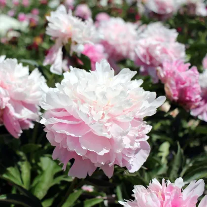 Pivoňka Amabilis - Paeonia lactiflora - hlízy pivoňky - 1 ks
