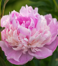 Pivoňka Sorbet - Paeonia - hlízy pivoňky - 1 ks