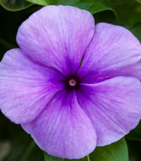 Barvínek Vitesse Blue F1- Catharanthus r.- semena barvínku - 30 ks