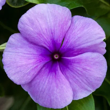 Barvínek Vitesse Blue F1- Catharanthus r.- semena barvínku - 30 ks