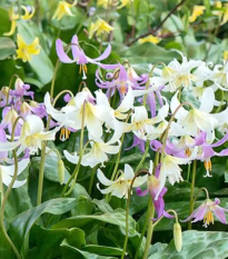 Kandík směs - Erythronium - cibule kandíku - 3 ks