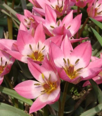 Tulipán Aucheriana - Tulipa - cibule tulipánu - 3 ks