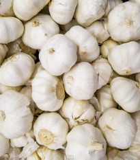 Sadbový Česnek Messidrome bílý - Allium sativum - nepaličák - cibule česneku - 1 balení