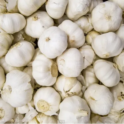 Sadbový Česnek Messidrome bílý - Allium sativum - nepaličák - cibule česneku - 1 balení