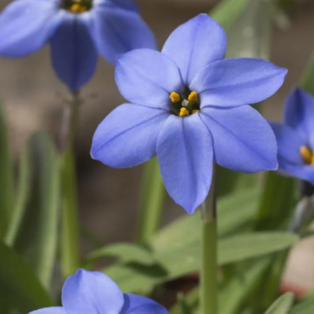 Jarní hvězdička Jessie - Ipheion uniflorum - cibulky ifejonu - 5 ks