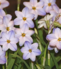 Jarní hvězdička Rolf Fiedler - Ipheion uniflorum - cibulky ifejonu - 5 ks