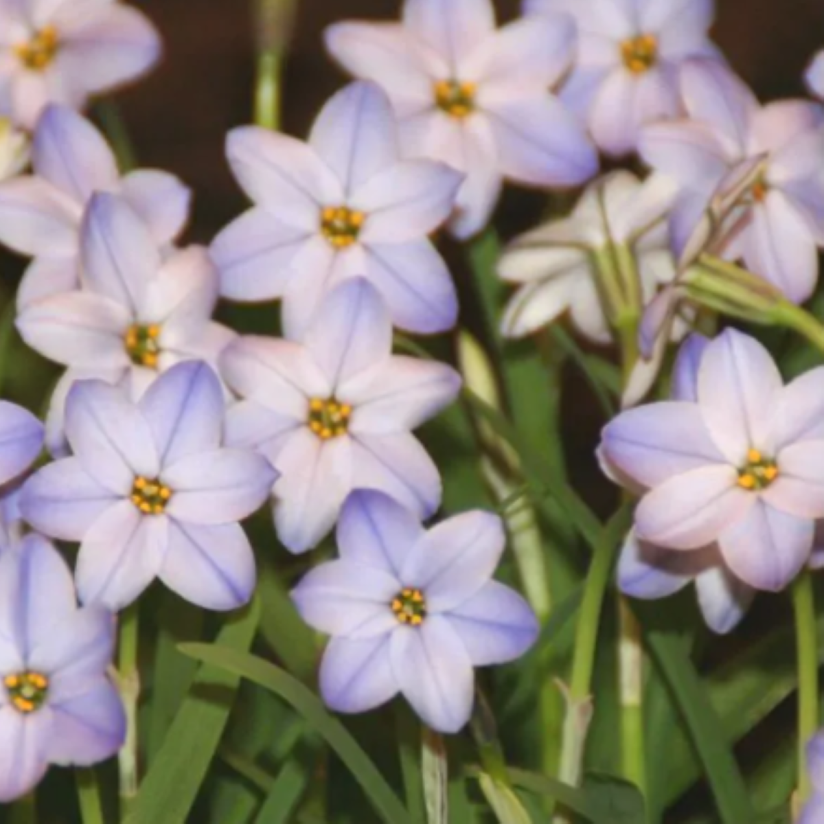 Jarní hvězdička Rolf Fiedler - Ipheion uniflorum - cibulky ifejonu - 5 ks
