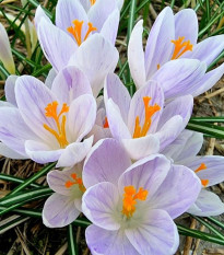 Krokus Candlelight - Crocus - hlízy krokusu - 3 ks