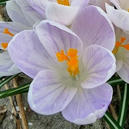 Krokus Candle Light - Crocus - cibule krokusu - 3 ks