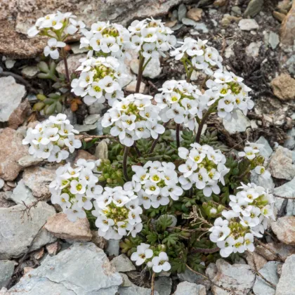 Řeřuška alpská bílá - Pritzelago alpina - semena řeřušky - 20 ks