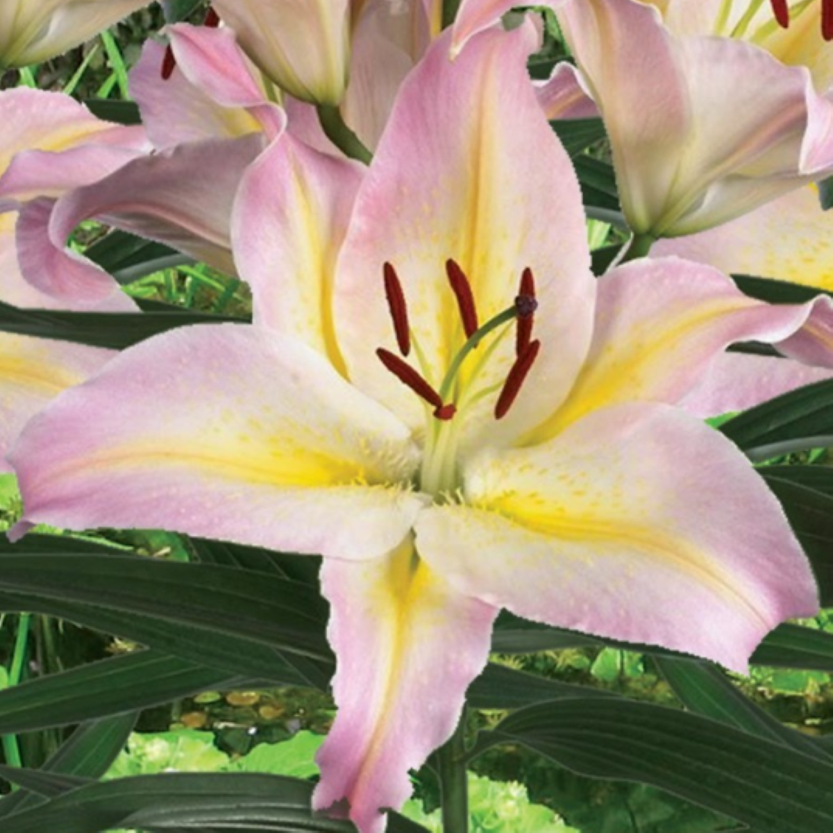 Lilie Hocus Pocus - Lilium - cibule lilie - 1 ks