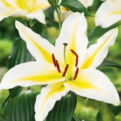 Lilie Bafferari - Lilium - cibule lilie - 1 ks