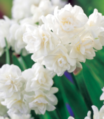Narcis Erli Cheer - Narcissus - cibule narcisu - 3 ks