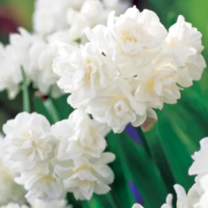 Narcis Erli Cheer - Narcissus - cibule narcisu - 3 ks